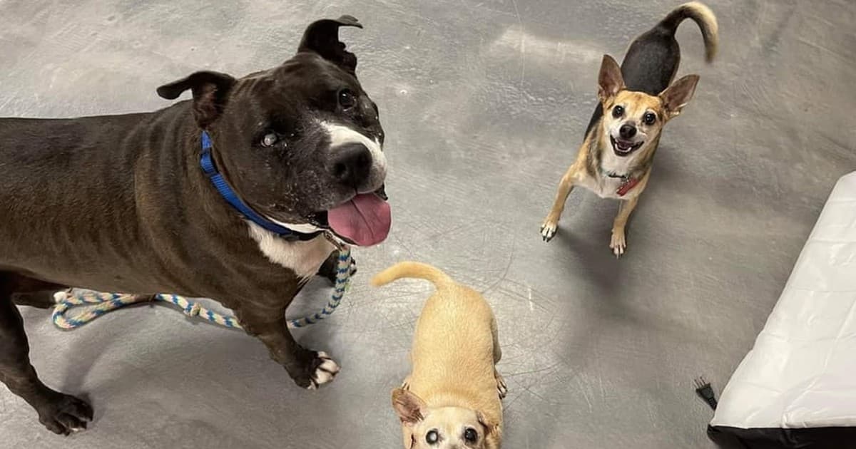 A dog being cared for at home, illustrating adopting a senior pit bull: what to know (from the people who did)