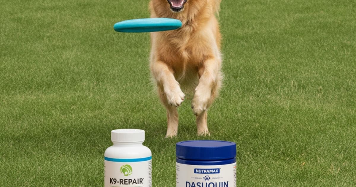 A dog being cared for at home, illustrating k9-repair vs nutramax: which works better for dogs