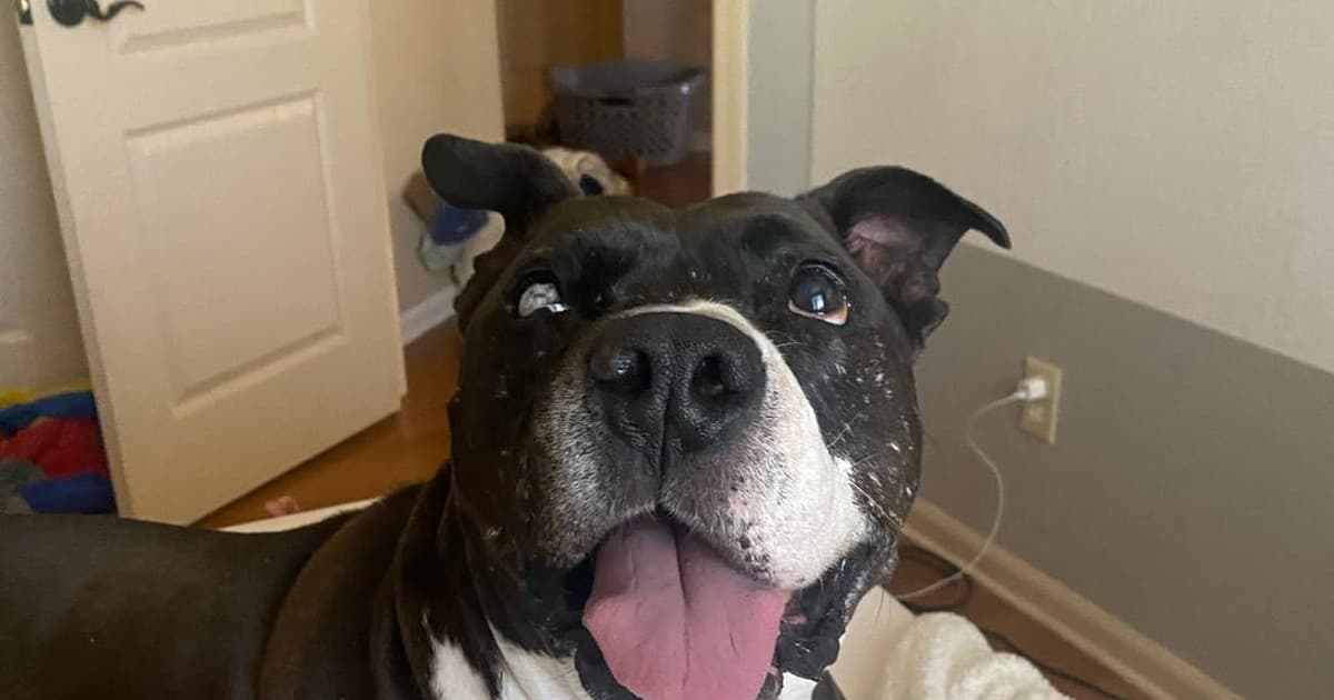 A dog being cared for at home, illustrating what is $choo? the official guide to the choo choo token