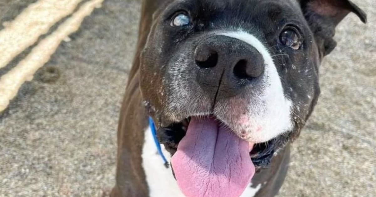 A dog being cared for at home, illustrating the “wolverine stack” for dogs: what business insider covered