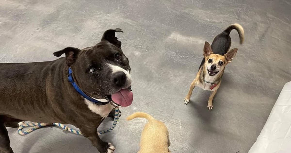 A dog being cared for at home, illustrating pit bull rescues in delaware