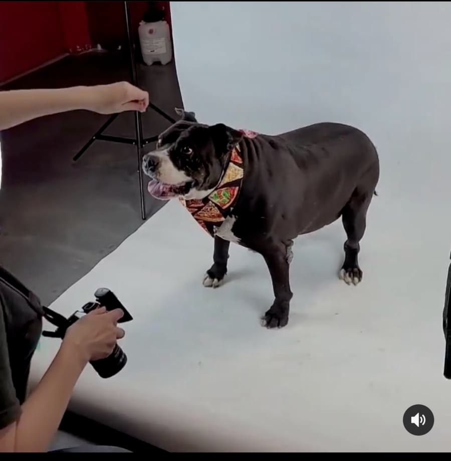Choo Choo at the shelter, the day he was found