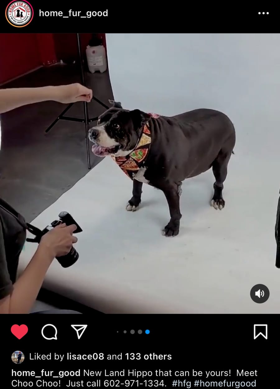 Choo Choo at the shelter, the day he was found