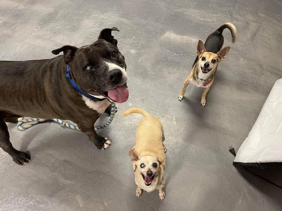 Choo Choo out helping other dogs