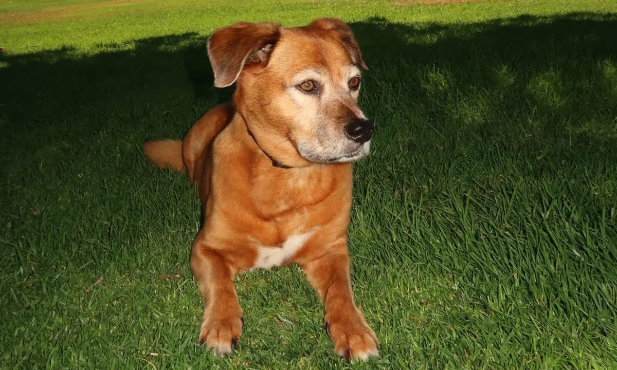 Jerzie, co-founder Paul Clotar's dog