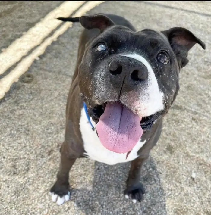 Choo Choo, a happy senior dog, smiling