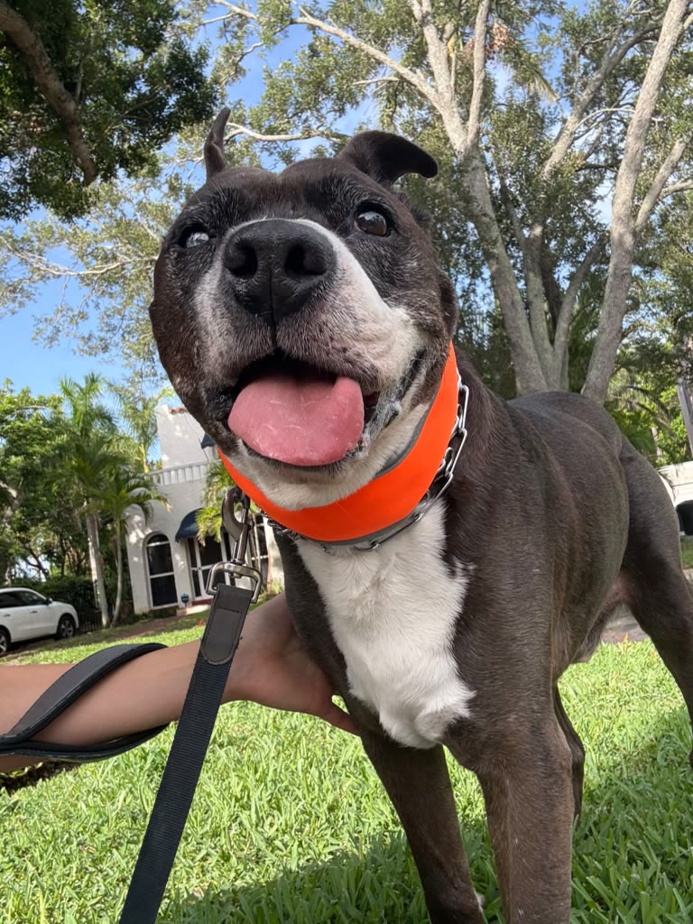 Choo Choo out on a walk, tongue out, blind eye and all