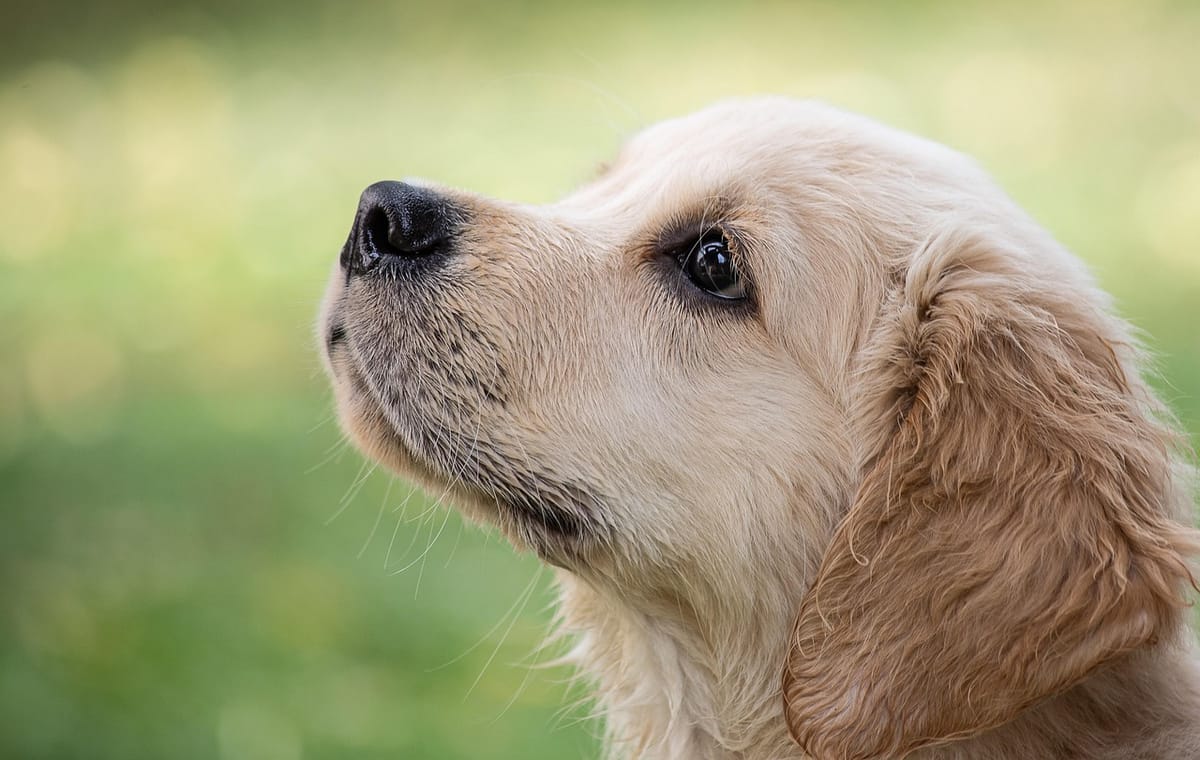 An aging dog resting