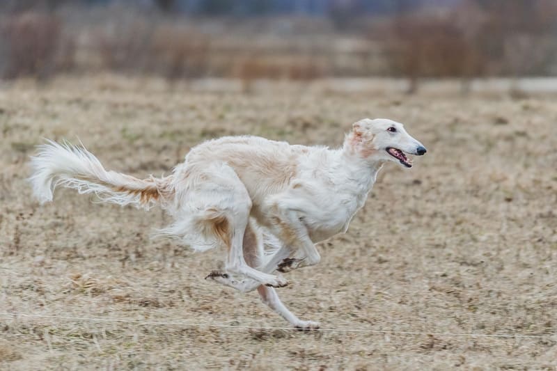 active & sport dogs