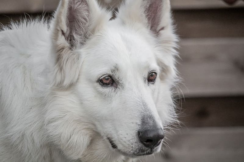 large breeds
