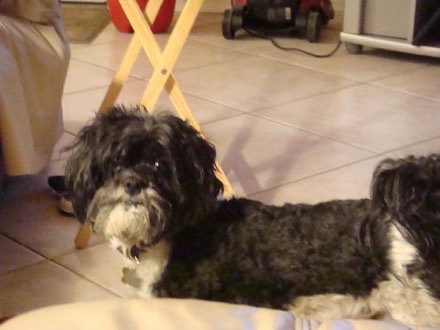 Karen M.’s dog, Bella, 11