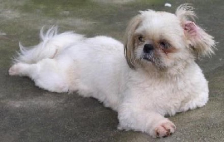 Grace L.’s dog, Poppy, cavalier