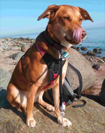 Ray K.’s dog, Diesel, pit mix