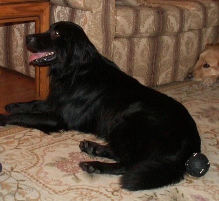 Amanda K.’s dog, Daisy, Lab