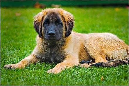 Mark S.’s dog, Gus, 13