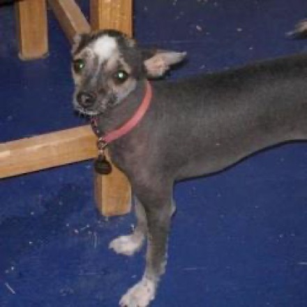 Jenna P.’s dog, Willow, collie